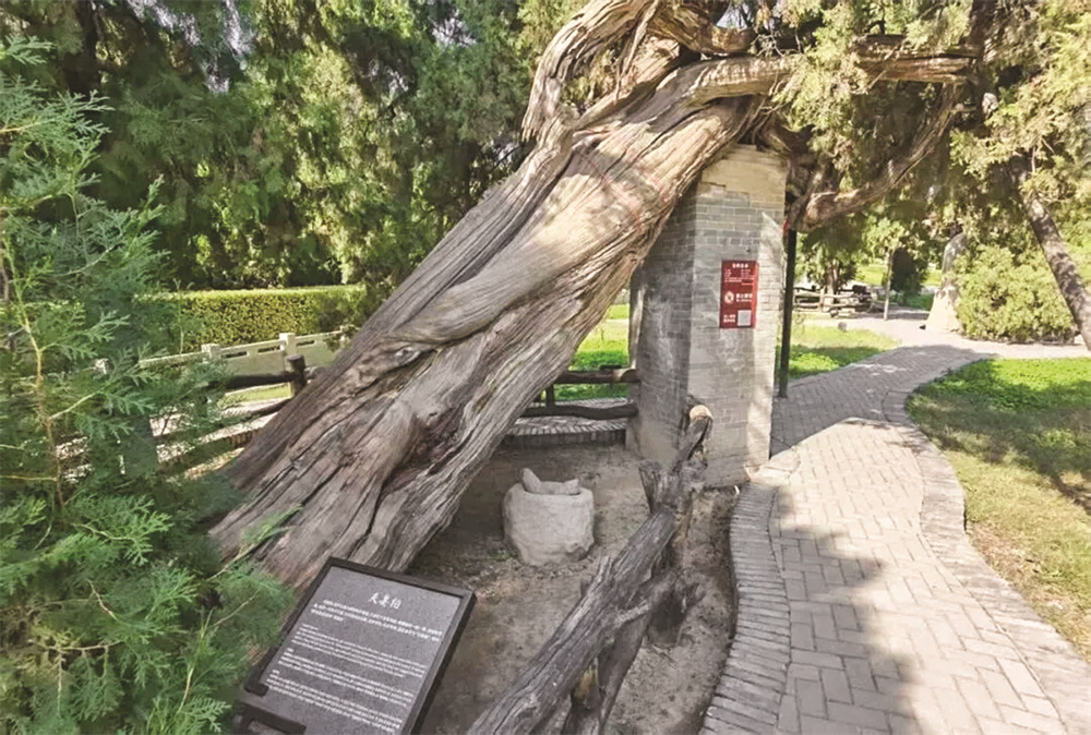 我市舜帝陵廟“活柏抱死柏”“連理柏”入選首批“國保單位?古樹名木”協(xié)同保護名錄